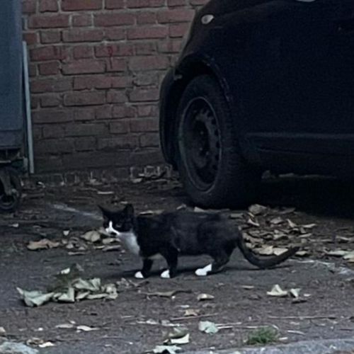 #FR2501999 - Chat aperçu à Lille - AnimalWeb France #FR2501999 - Chat aperçu à Lille - AnimalWeb France