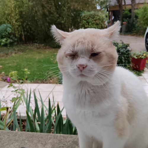 #FR2502117 - Chat trouvé à Nozay - AnimalWeb France #FR2502117 - Chat trouvé à Nozay - AnimalWeb France