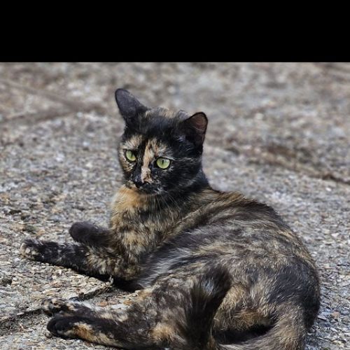 #FR2502127 - Chat trouvé à Rosny-sur-Seine - AnimalWeb France #FR2502127 - Chat trouvé à Rosny-sur-Seine - AnimalWeb France