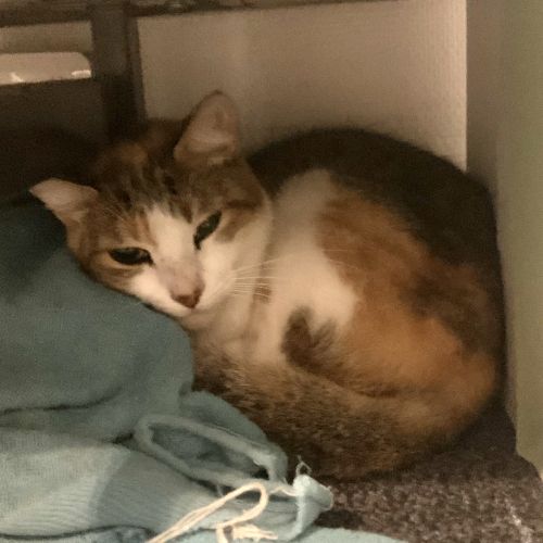 #FR2502141 - Chat trouvé à Cholet - AnimalWeb France #FR2502141 - Chat trouvé à Cholet - AnimalWeb France