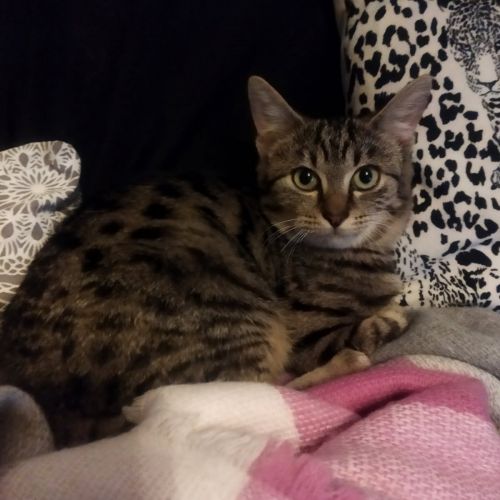 #FR2502167 - Andy, chat perdu à Strasbourg - AnimalWeb France #FR2502167 - Andy, chat perdu à Strasbourg - AnimalWeb France