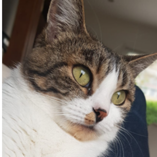 #FR2502170 - Chocapic, chat perdu à Eppe-Sauvage - AnimalWeb France #FR2502170 - Chocapic, chat perdu à Eppe-Sauvage - AnimalWeb France