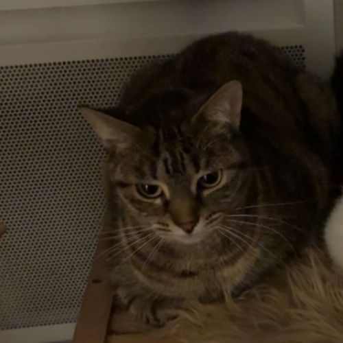 #FR2502171 - Maggi, chat perdu à Lemberg - AnimalWeb France #FR2502171 - Maggi, chat perdu à Lemberg - AnimalWeb France