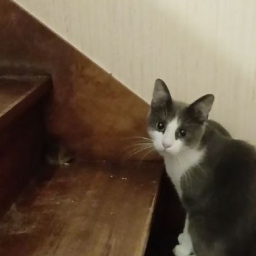 #FR2502172 - Titou, chat perdu à Saint-Denis-d'Orques - AnimalWeb Fran #FR2502172 - Titou, chat perdu à Saint-Denis-d'Orques - AnimalWeb Fran