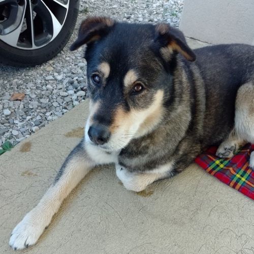 ##FR2502173 - Chien trouvé à Chatuzange-le-Goubet - AnimalWeb France ##FR2502173 - Chien trouvé à Chatuzange-le-Goubet - AnimalWeb France