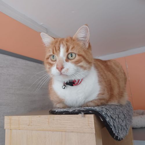 #FR2502176 - Toledo, chat perdu à Hiers-Brouage - AnimalWeb France #FR2502176 - Toledo, chat perdu à Hiers-Brouage - AnimalWeb France