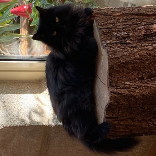 chatte disparue chatte disparue