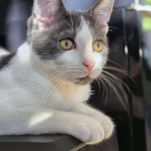 #FR2502186 - Alvin, chat à adopter - AnimalWeb France #FR2502186 - Alvin, chat à adopter - AnimalWeb France