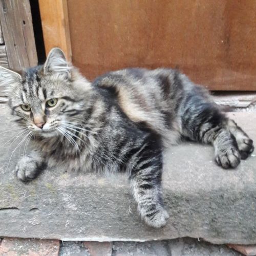 #FR2502187 - Chat trouvé à Sainte-Marie-aux-Mines - AnimalWeb France #FR2502187 - Chat trouvé à Sainte-Marie-aux-Mines - AnimalWeb France