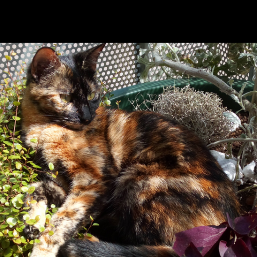 #FR2502188 - Saga, chat perdu à Malemort - AnimalWeb France #FR2502188 - Saga, chat perdu à Malemort - AnimalWeb France