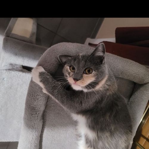 #FR2502189 - Amaya, chat perdu à Dijon - AnimalWeb France #FR2502189 - Amaya, chat perdu à Dijon - AnimalWeb France