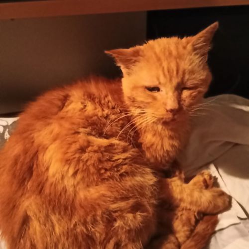 Trouvé chat roux Trouvé chat roux