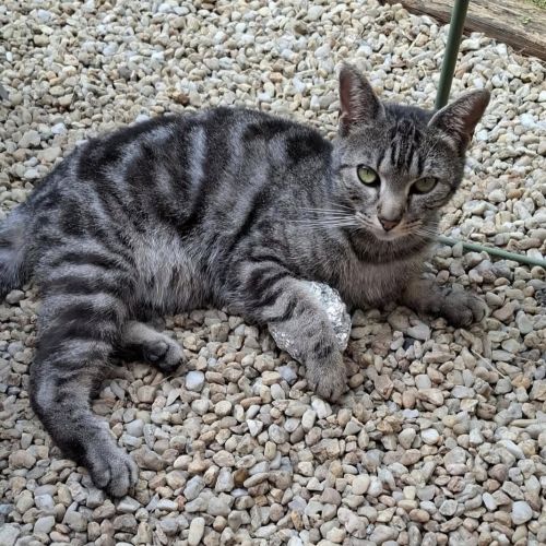 #FR2502192 - Stark, chat perdu à Thouars - AnimalWeb France #FR2502192 - Stark, chat perdu à Thouars - AnimalWeb France