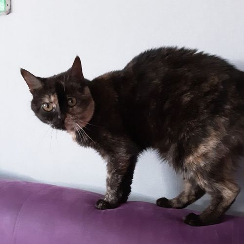 #FR2502194 - Nala, chat perdu à Niort - AnimalWeb France #FR2502194 - Nala, chat perdu à Niort - AnimalWeb France