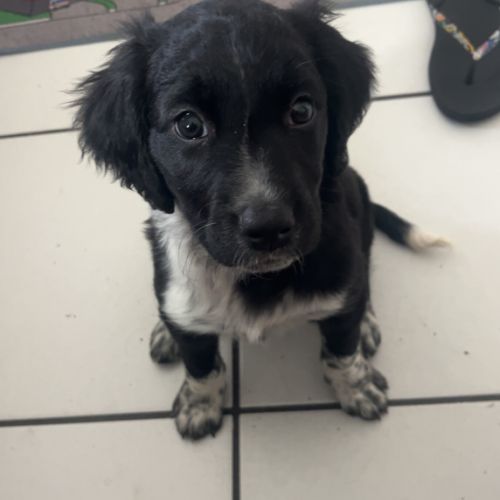 #FR2502195 - Stella, chien perdu à Saint-Martin-la-Plaine - AnimalWeb #FR2502195 - Stella, chien perdu à Saint-Martin-la-Plaine - AnimalWeb