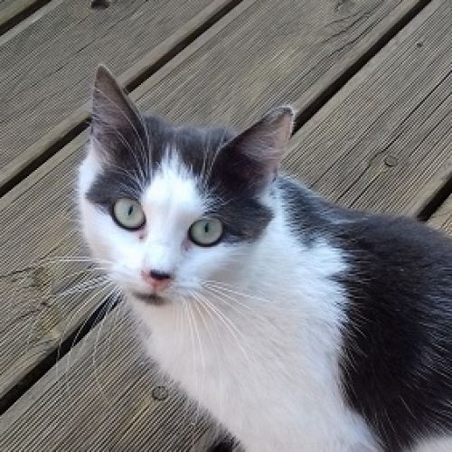 #FR2502198 - Ventoline, chat perdu à Le Vaudreuil - AnimalWeb France #FR2502198 - Ventoline, chat perdu à Le Vaudreuil - AnimalWeb France