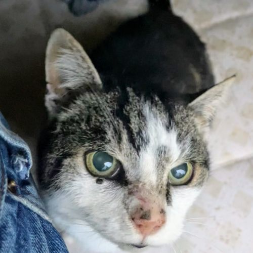 #FR2502208 - Chat trouvé à Berthenay - AnimalWeb France #FR2502208 - Chat trouvé à Berthenay - AnimalWeb France