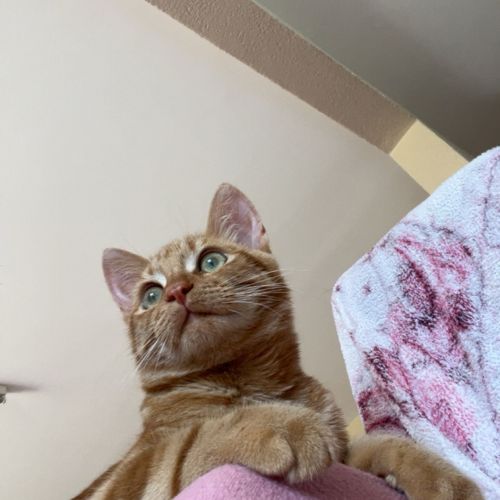 #FR2502209 - Muezza, chat perdu à Annemasse - AnimalWeb France #FR2502209 - Muezza, chat perdu à Annemasse - AnimalWeb France