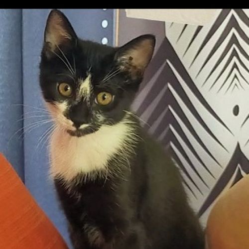 #FR2502212 - Aloha, chat perdu à Avord - AnimalWeb France #FR2502212 - Aloha, chat perdu à Avord - AnimalWeb France