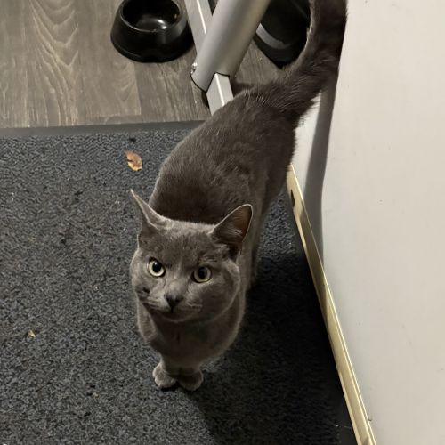 #FR2502213 - Chat trouvé à Givenchy-en-Gohelle - AnimalWeb France #FR2502213 - Chat trouvé à Givenchy-en-Gohelle - AnimalWeb France