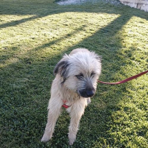 #FR2602220 - Chien trouvé à La Ferrière - AnimalWeb France #FR2602220 - Chien trouvé à La Ferrière - AnimalWeb France