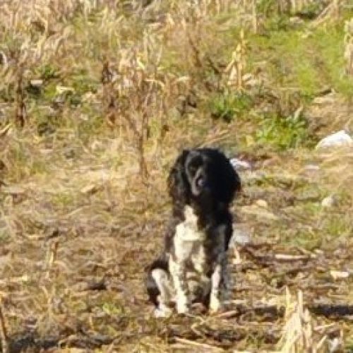 #FR2602221 - Chien aperçu à Bretenoux - AnimalWeb France #FR2602221 - Chien aperçu à Bretenoux - AnimalWeb France