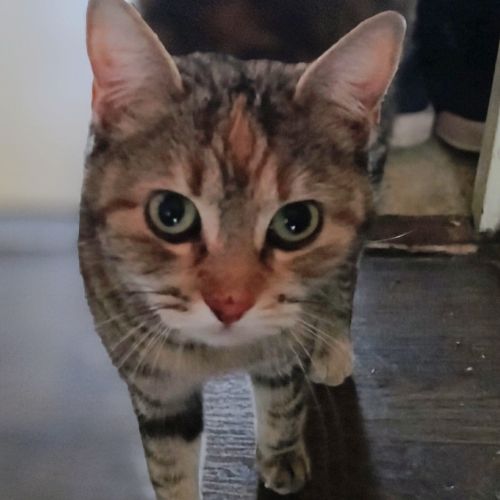 #FR2602224 - Chat trouvé à Issoire - AnimalWeb France #FR2602224 - Chat trouvé à Issoire - AnimalWeb France