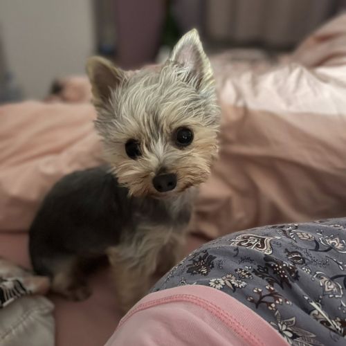 #FR2602028 - Pumba, chat perdu à Bellechaume - AnimalWeb France #FR2602028 - Pumba, chat perdu à Bellechaume - AnimalWeb France