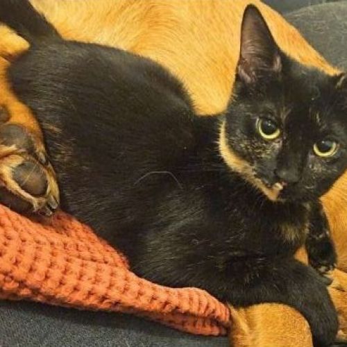 #FR2602230 - Arietty, chat perdu à Talence - AnimalWeb France #FR2602230 - Arietty, chat perdu à Talence - AnimalWeb France