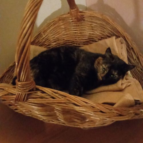 #FR2602232 - Moon, chat perdu à Landos - AnimalWeb France #FR2602232 - Moon, chat perdu à Landos - AnimalWeb France