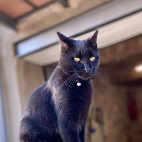#FR2602233 - Loulou, chat perdu à Durfort-et-Saint-Martin-de-Sossenac #FR2602233 - Loulou, chat perdu à Durfort-et-Saint-Martin-de-Sossenac