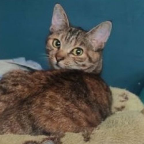 #FR2602235 - Shenzy, chat perdu à Bourges AnimalWeb France #FR2602235 - Shenzy, chat perdu à Bourges AnimalWeb France