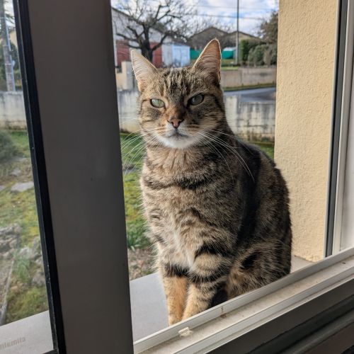 #FR2602237 - Prisca, chat perdu ) Puy-l'Évêque - AnimalWeb France #FR2602237 - Prisca, chat perdu ) Puy-l'Évêque - AnimalWeb France