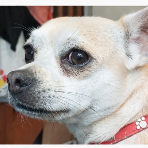 #FR2602238 - Toupy, chien perdu à Montauban - AnimalWeb France #FR2602238 - Toupy, chien perdu à Montauban - AnimalWeb France