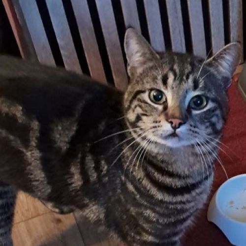 #FR2602240 - Stark, chat perdu à Aurouër - AnimalWeb France #FR2602240 - Stark, chat perdu à Aurouër - AnimalWeb France