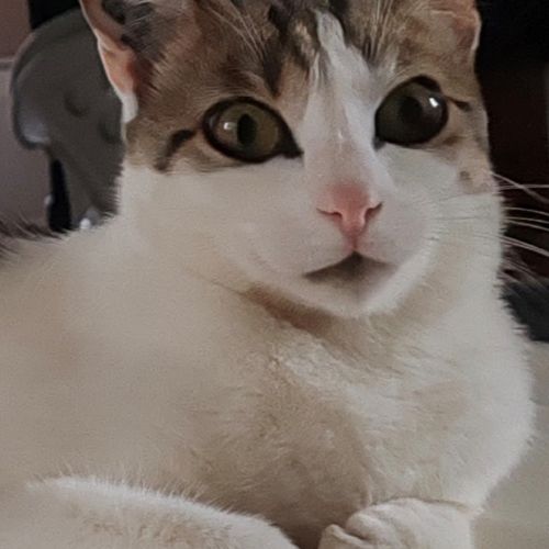 #FR2602241 - Chatouille, chat perdu à Theza - AnimalWeb France #FR2602241 - Chatouille, chat perdu à Theza - AnimalWeb France