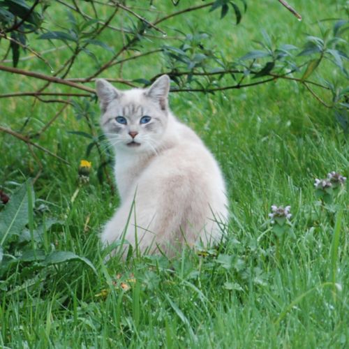 #FR2602243 - Chat trouvé à Boisredon - AnimalWeb France #FR2602243 - Chat trouvé à Boisredon - AnimalWeb France