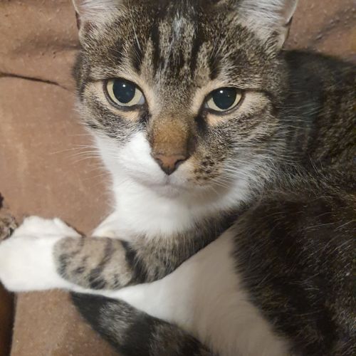 #FR2602244 - Mistigri, chat perdu à Toulouse - AnimalWeb France #FR2602244 - Mistigri, chat perdu à Toulouse - AnimalWeb France