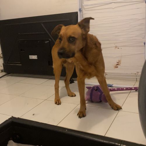 #FR2602249 - Thanos, chien perdu à La Monnerie-le-Montel - AnimalWeb F #FR2602249 - Thanos, chien perdu à La Monnerie-le-Montel - AnimalWeb F