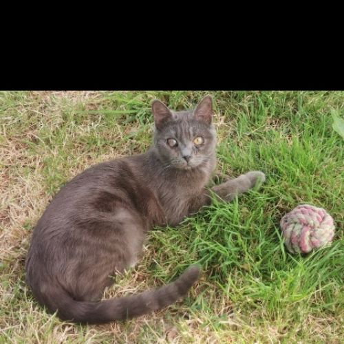 #FR2602251 - Kiki, chat perdu à Pipriac - AnimalWeb France #FR2602251 - Kiki, chat perdu à Pipriac - AnimalWeb France