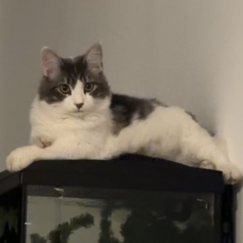 #FR2602253 - My, chat perdu à Garons - AnimalWeb France #FR2602253 - My, chat perdu à Garons - AnimalWeb France