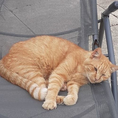 #FR2602255 - Cookie, chat perdu à Royan - AnimalWeb France #FR2602255 - Cookie, chat perdu à Royan - AnimalWeb France