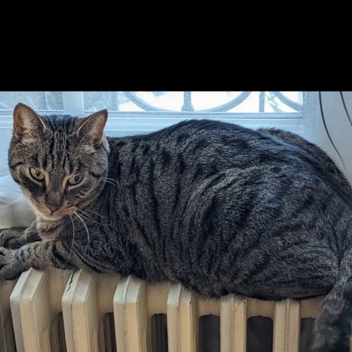 #FR2602256 - Fukuchan, chat perdu à Juvisy-sur-Orge - AnimalWeb France #FR2602256 - Fukuchan, chat perdu à Juvisy-sur-Orge - AnimalWeb France