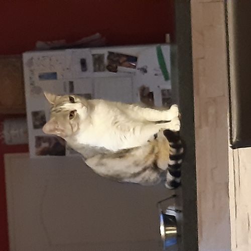 PERDUE SUR AGENCOURT PERDUE SUR AGENCOURT