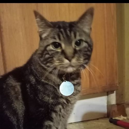 #FR2602261 - Noirou, chat perdu à Queyrieres - AnimalWeb France #FR2602261 - Noirou, chat perdu à Queyrieres - AnimalWeb France