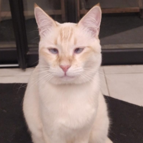 #FR2602262 - Yéti, chat perdu à Saint-Denis - AnimalWeb France #FR2602262 - Yéti, chat perdu à Saint-Denis - AnimalWeb France