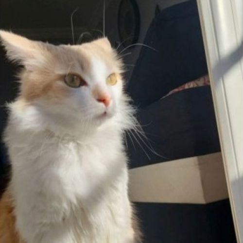 #FR2602263 - Simba, chat perdu à Montauban - AnimalWeb France #FR2602263 - Simba, chat perdu à Montauban - AnimalWeb France