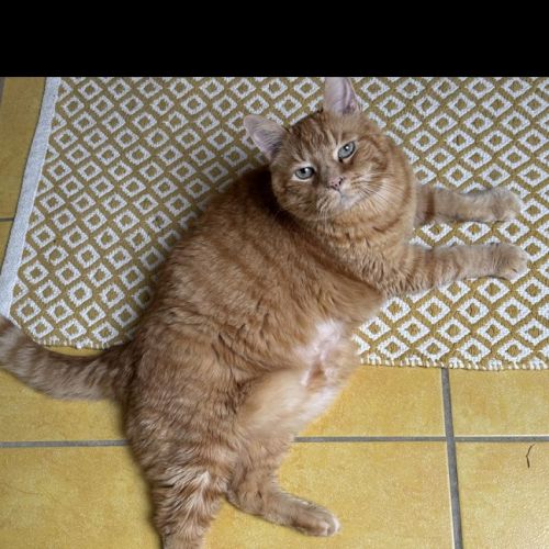 #FR2602264 - Charly à Chat perdu à Saint-Jean-Brévelay - AnimalWeb Fra #FR2602264 - Charly à Chat perdu à Saint-Jean-Brévelay - AnimalWeb Fra