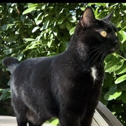 #FR2602266 - Flokie, chat perdu à Agen - AnimalWeb France #FR2602266 - Flokie, chat perdu à Agen - AnimalWeb France