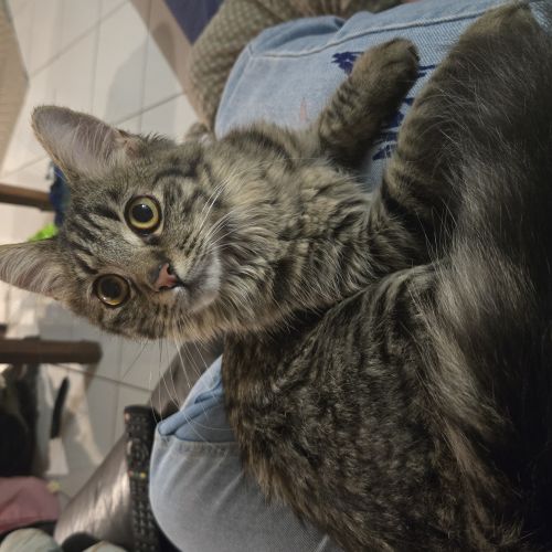 #FR2602267 - Tina, chat perdu à La Possession - AnimalWeb France #FR2602267 - Tina, chat perdu à La Possession - AnimalWeb France